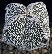 Load image into Gallery viewer, Astrophytum myriostigma 'Onzuka Quadricostata' (A)
