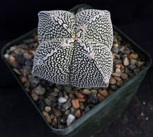 Load image into Gallery viewer, Astrophytum myriostigma 'Onzuka Quadricostata' (A)