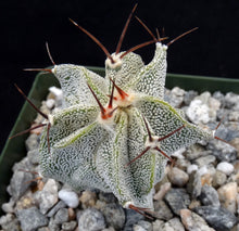 Load image into Gallery viewer, Astrophytum ornatum