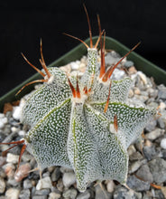 Load image into Gallery viewer, Astrophytum ornatum