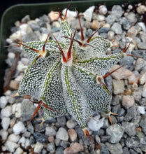 Load image into Gallery viewer, Astrophytum ornatum