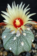 Load image into Gallery viewer, Astrophytum asterias