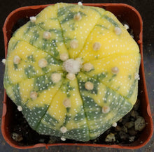 Load image into Gallery viewer, Astrophytum asterias 'variegata' Variegated