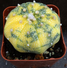 Load image into Gallery viewer, Astrophytum asterias 'variegata' Variegated