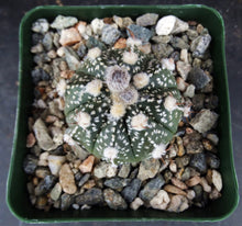 Load image into Gallery viewer, Astrophytum asterias X capricorne (B)