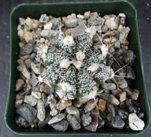 Load image into Gallery viewer, Astrophytum asterias X capricorne (C)