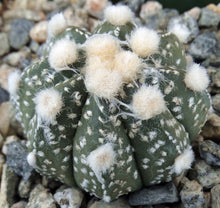 Load image into Gallery viewer, Astrophytum asterias X capricorne (D)
