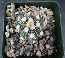 Load image into Gallery viewer, Astrophytum asterias X capricorne (D)