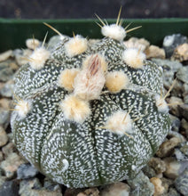 Load image into Gallery viewer, Astrophytum asterias X capricorne (E)