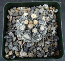 Load image into Gallery viewer, Astrophytum asterias X capricorne (E)
