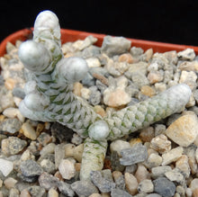 Load image into Gallery viewer, Avonia buderiana