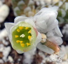 Load image into Gallery viewer, Avonia buderiana