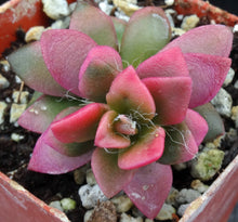 Load image into Gallery viewer, Anacampseros rufescens 'Sunrise'