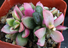 Load image into Gallery viewer, Anacampseros rufescens 'Sunrise'