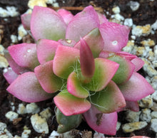 Load image into Gallery viewer, Anacampseros rufescens 'Sunrise'