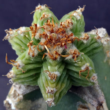 Load image into Gallery viewer, Aztekium valdezii (grafted)
