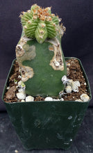 Load image into Gallery viewer, Aztekium valdezii (grafted)
