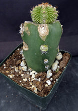 Load image into Gallery viewer, Aztekium valdezii (grafted)