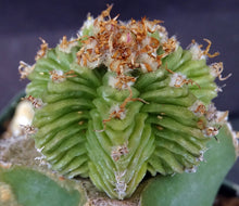 Load image into Gallery viewer, Aztekium valdezii (grafted)