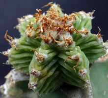 Load image into Gallery viewer, Aztekium valdezii (grafted)