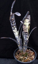 Load image into Gallery viewer, Billbergia vittata cv. 'Domingos Martins' Double headed!