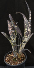 Load image into Gallery viewer, Billbergia vittata cv. 'Domingos Martins' Double headed!