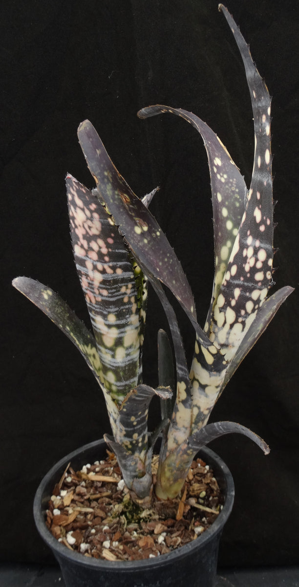 Billbergia vittata cv. 'Domingos Martins' Double headed! – Kyle's