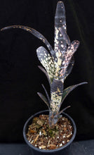 Load image into Gallery viewer, Billbergia vittata cv. 'Domingos Martins' Double headed!