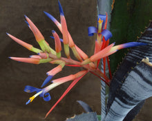Load image into Gallery viewer, Billbergia x 'Darth Vader'