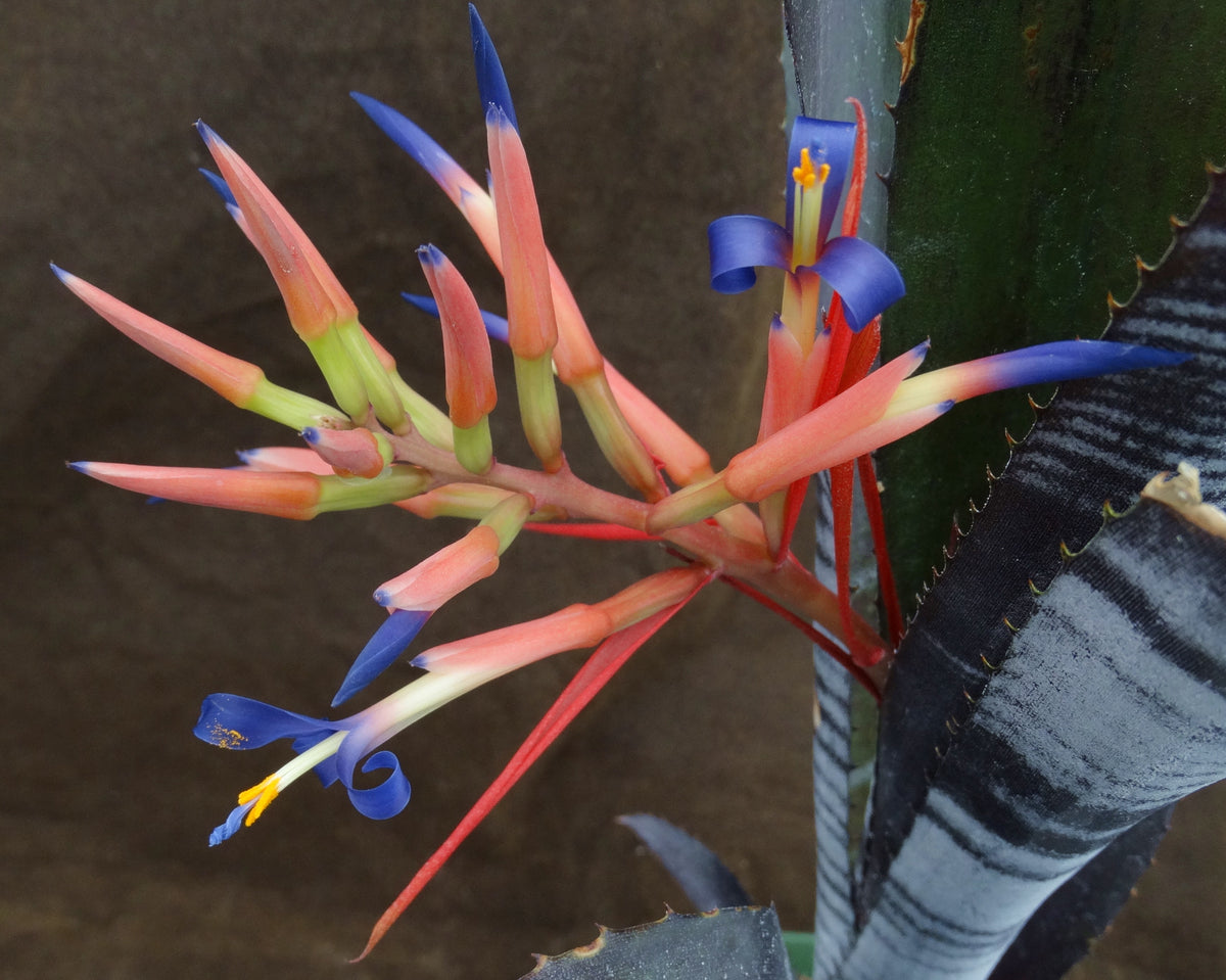 Billbergia x 'Darth Vader' – Kyle's Plants
