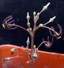 Load image into Gallery viewer, Brachystelma Thailand (new species?)