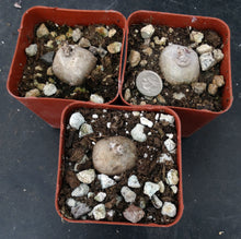 Load image into Gallery viewer, Brachystelma Thailand (new species?)
