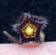 Load image into Gallery viewer, Brachystelma Thailand (new species?)
