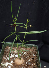 Load image into Gallery viewer, Brachystelma Thailand (new species?)