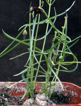 Load image into Gallery viewer, Brachystelma Thailand (new species?)