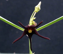 Load image into Gallery viewer, Brachystelma Thailand (new species?)