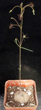 Load image into Gallery viewer, Brachystelma Thailand (new species?)