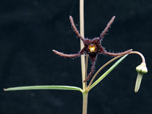 Load image into Gallery viewer, Brachystelma Thailand (new species?)