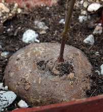 Load image into Gallery viewer, Brachystelma Thailand (new species?)