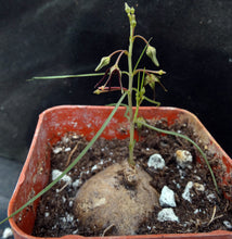 Load image into Gallery viewer, Brachystelma Thailand (new species?)
