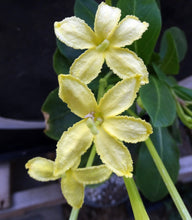 Load image into Gallery viewer, Brighamia insignis