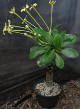 Load image into Gallery viewer, Brighamia insignis