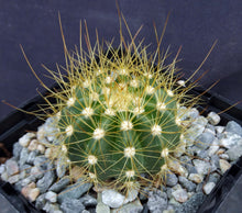 Load image into Gallery viewer, Coleocephalocereus aureus