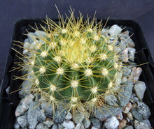 Load image into Gallery viewer, Coleocephalocereus aureus