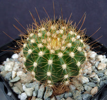 Load image into Gallery viewer, Coleocephalocereus aureus