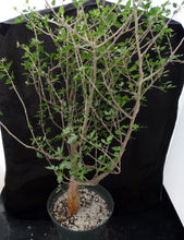 Load image into Gallery viewer, Bursera fagaroides Big Plants! Seed Grown