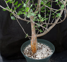Load image into Gallery viewer, Bursera fagaroides Big Plants! Seed Grown
