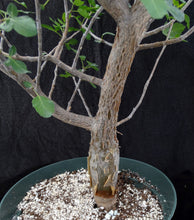 Load image into Gallery viewer, Bursera fagaroides Big Plants! Seed Grown