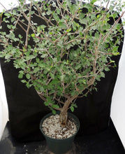 Load image into Gallery viewer, Bursera fagaroides Big Plants! Seed Grown
