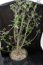 Load image into Gallery viewer, Bursera fagaroides Big Plants! Seed Grown